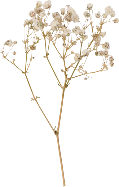 Dried  flower