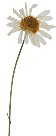 Hand Pressed Flora