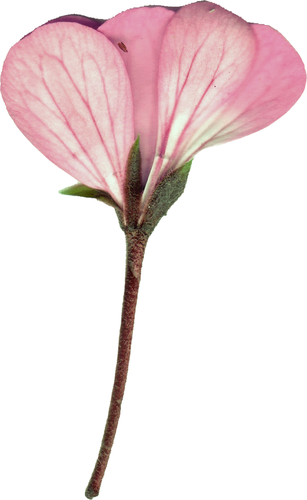 Hand pressed flower